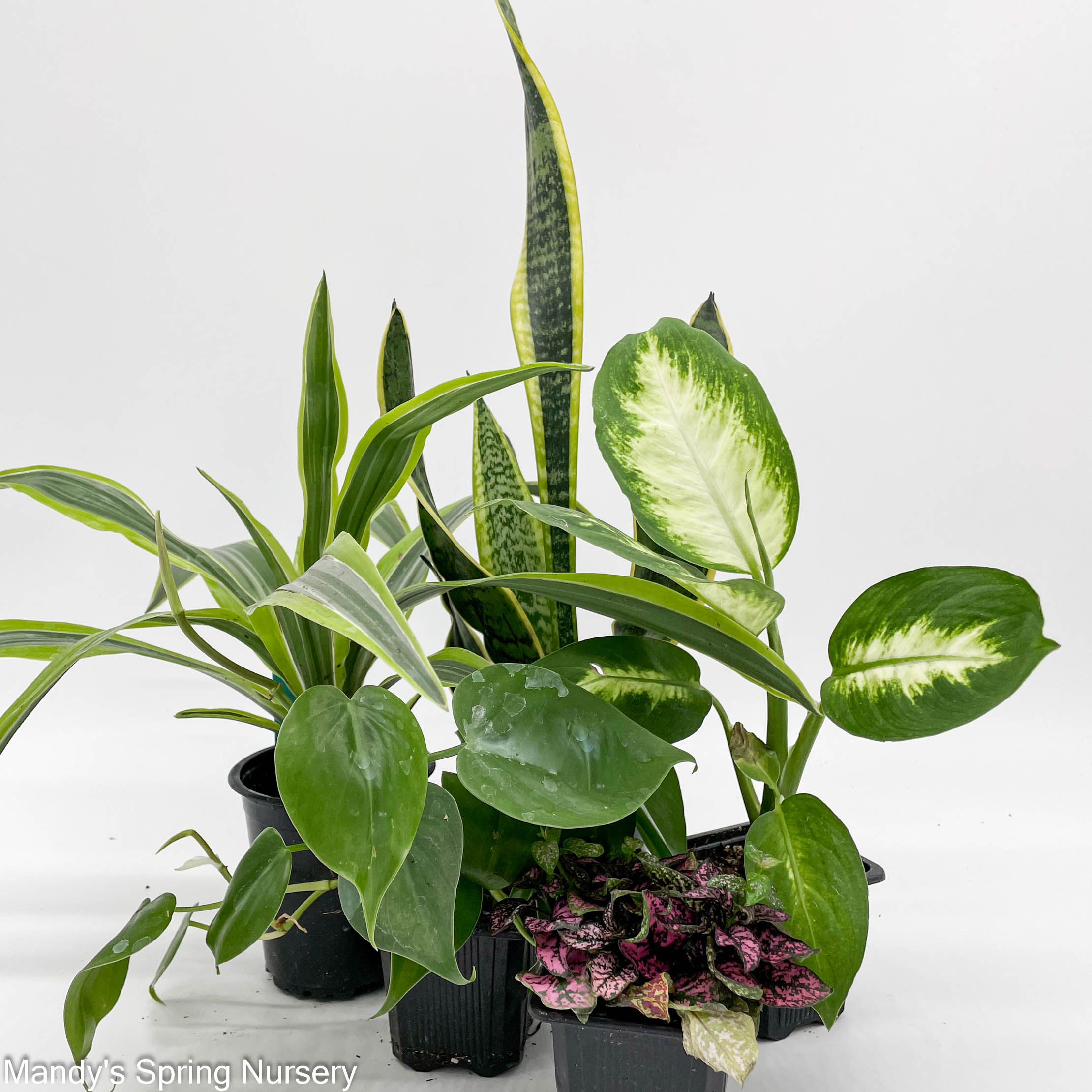 Spring Mini Plant Indoor plants – Page 2 – Mandy Spring Farm Nursery, Inc.