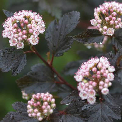 Ninebark (Physocarpus)