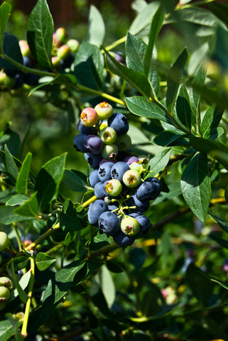 Bare Root Fruit & Nut Bushes