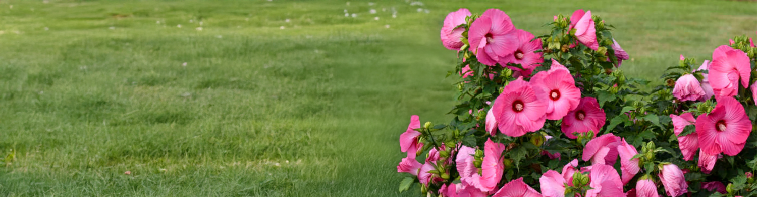 Shrubs