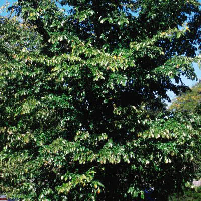 Elm (Ulmus)