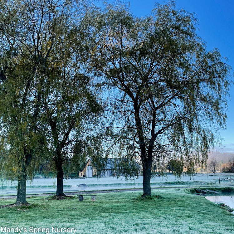 Willow (Salix)