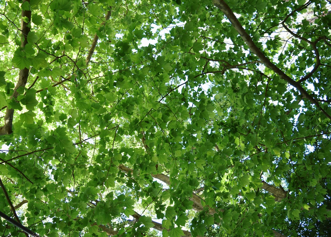 Miscellaneous Shade Trees – Mandy Spring Farm Nursery, Inc.