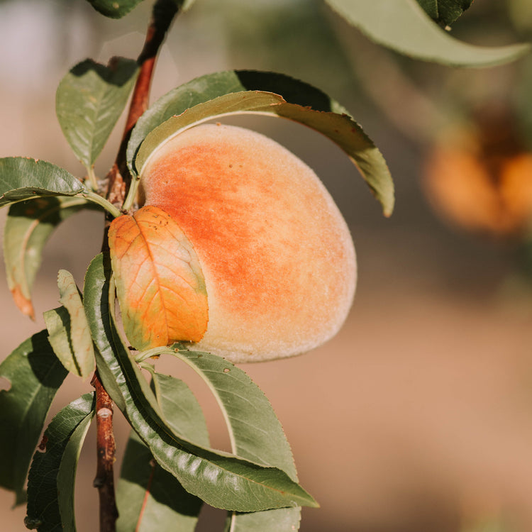 Peach (Prunus)