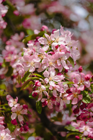 Bare Root Flowering Trees