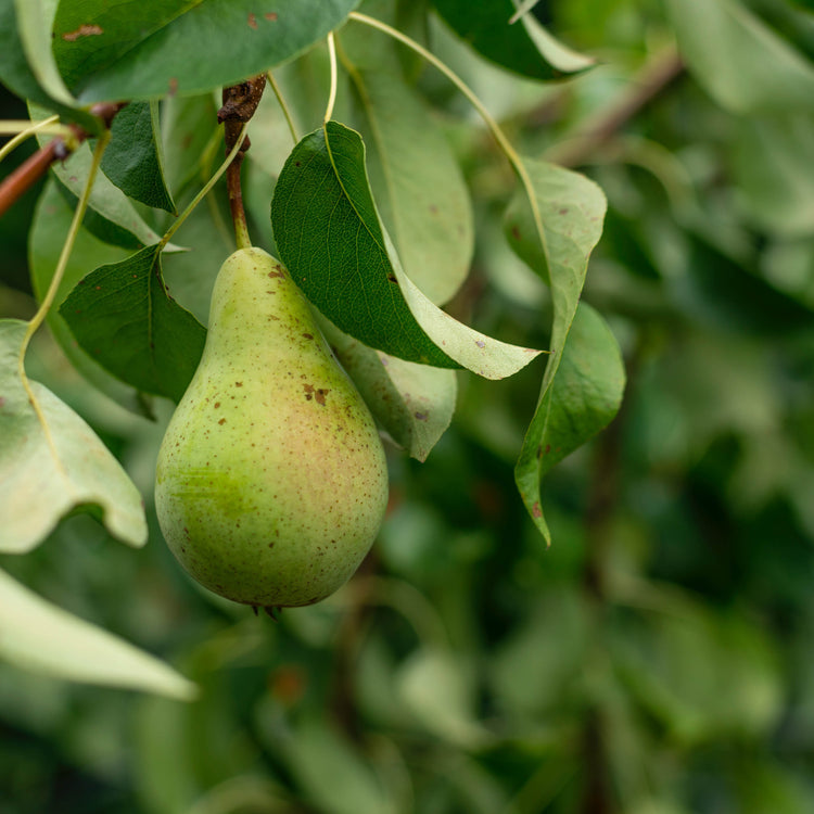 Pear (Pyrus)