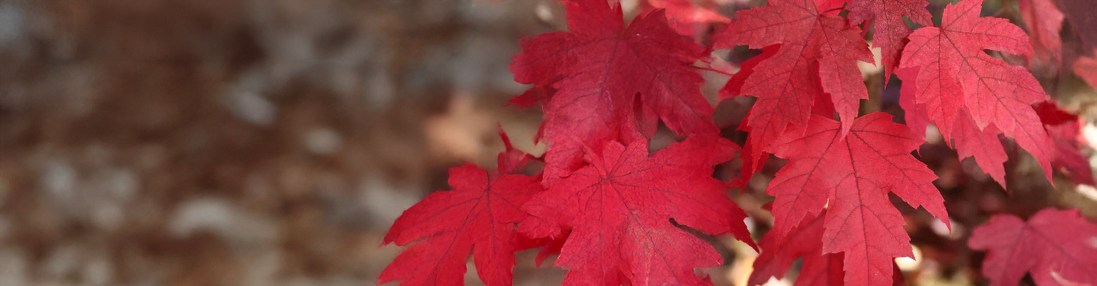 Maple (Acer) – Mandy Spring Farm Nursery, Inc.