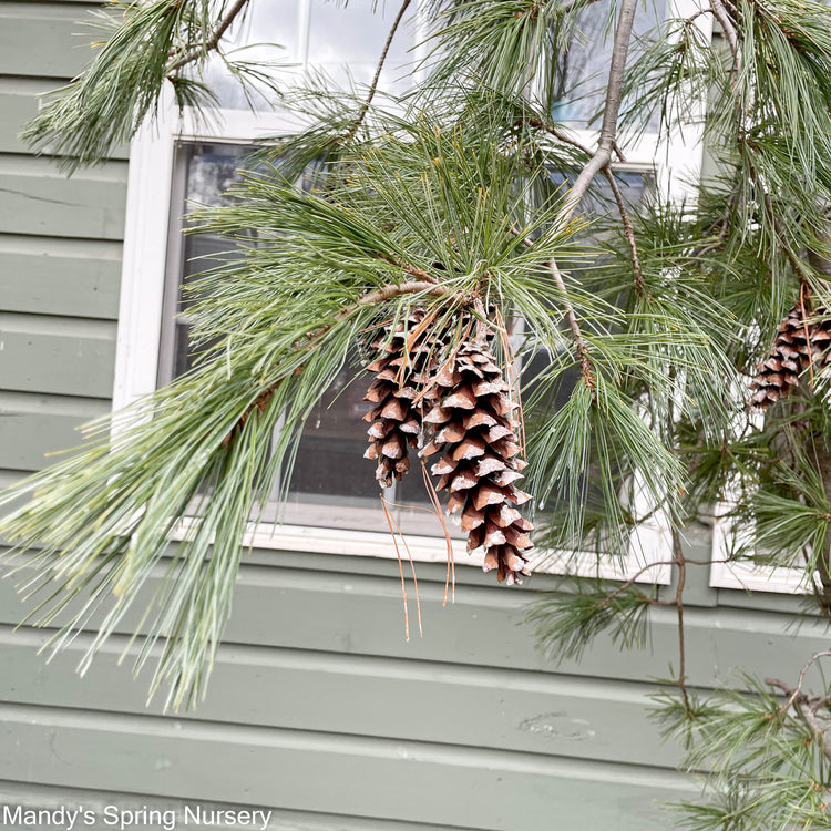 Pine (Pinus) Trees