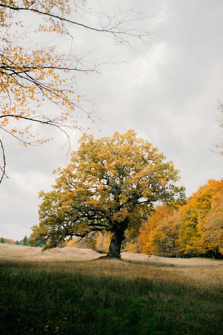 Bare Root Shade Trees