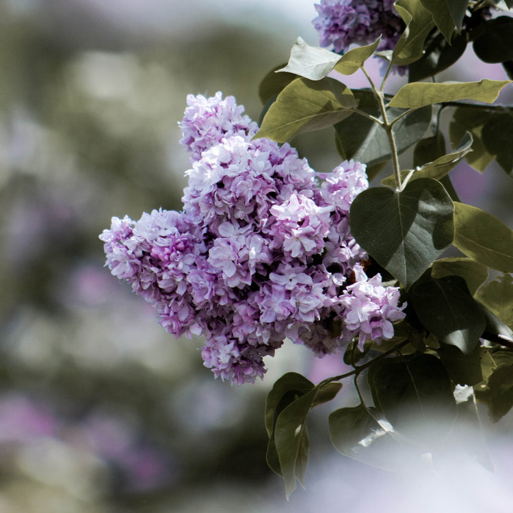 Tree-Form Lilac (Syringa)