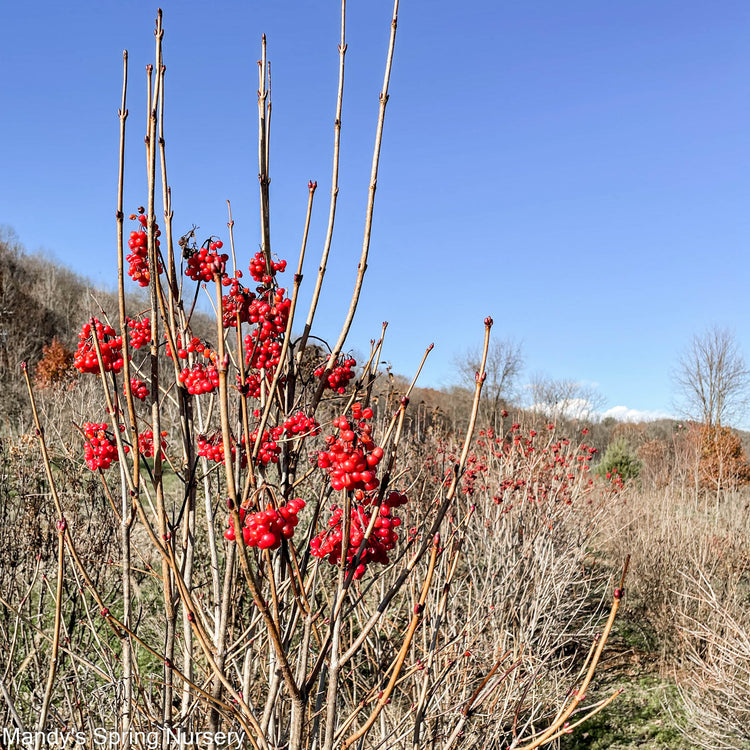 Viburnum