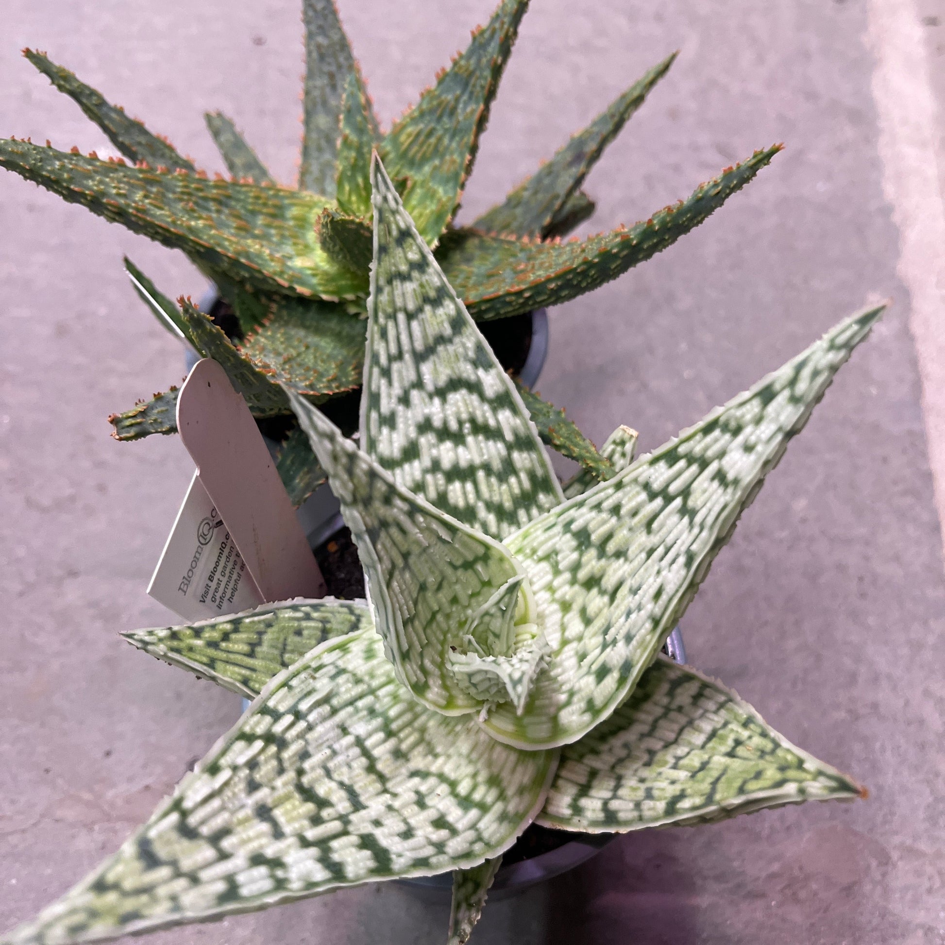 aloe vera plant las vegas Aloe Vera