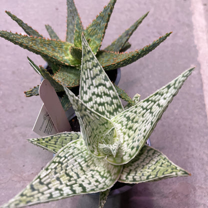 Aloe Vera | Aloe barbadensis miller