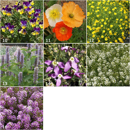 Scatter Garden | Fragrant Flower