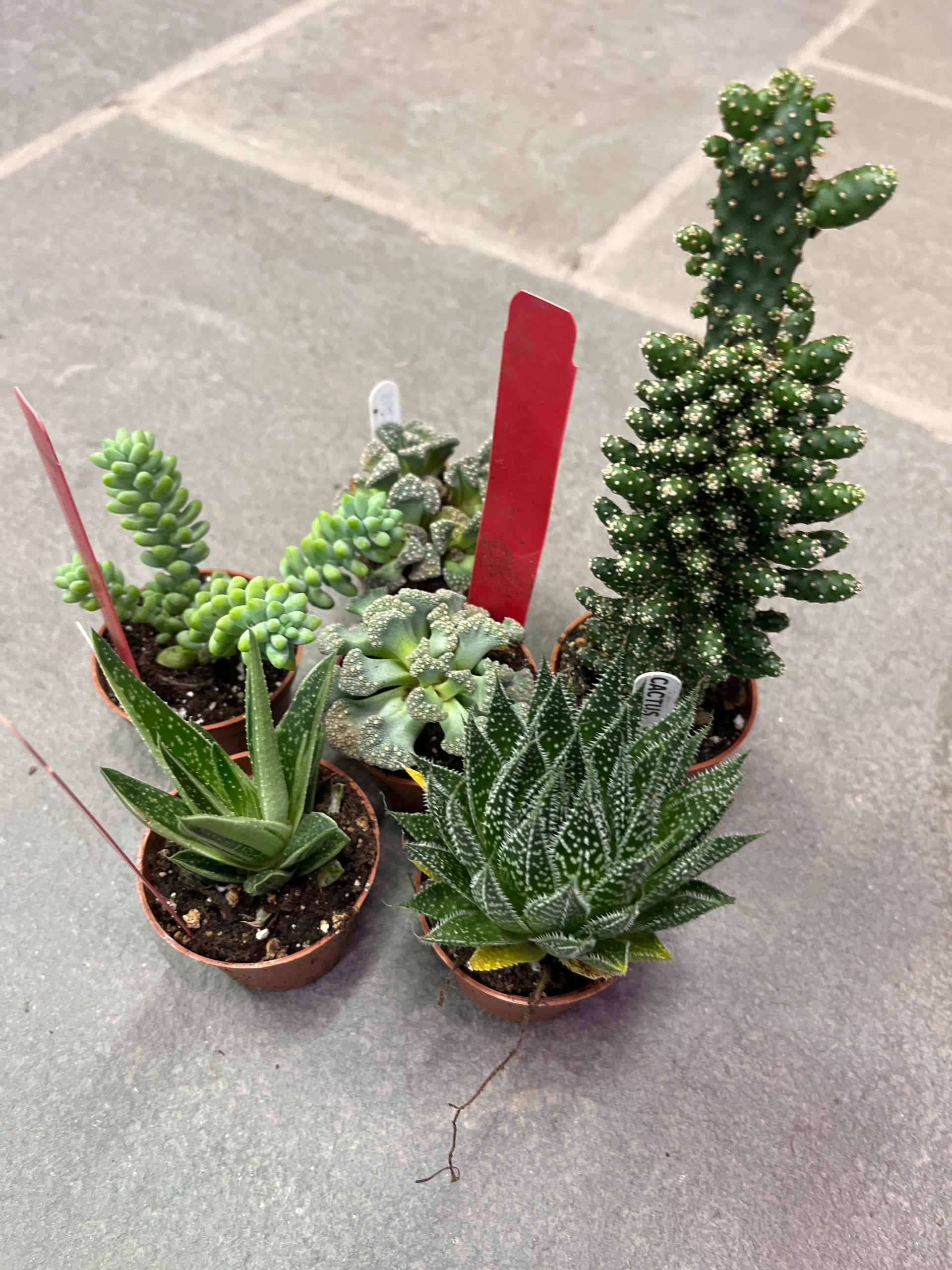 assorted succulents and cacti Cacti & Succulents (Assorted)