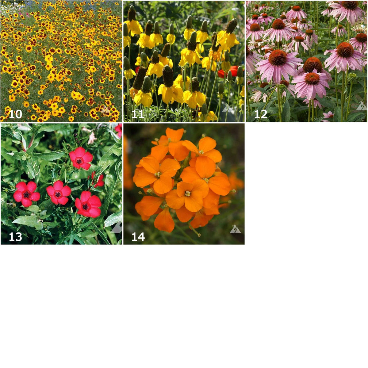 Garden Sprinkles Wildflowers - Spring flowers