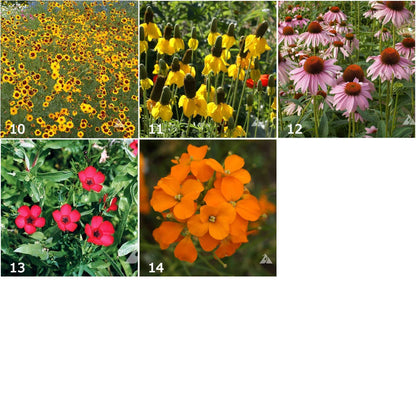 Garden Sprinkles Wildflowers - Spring flowers