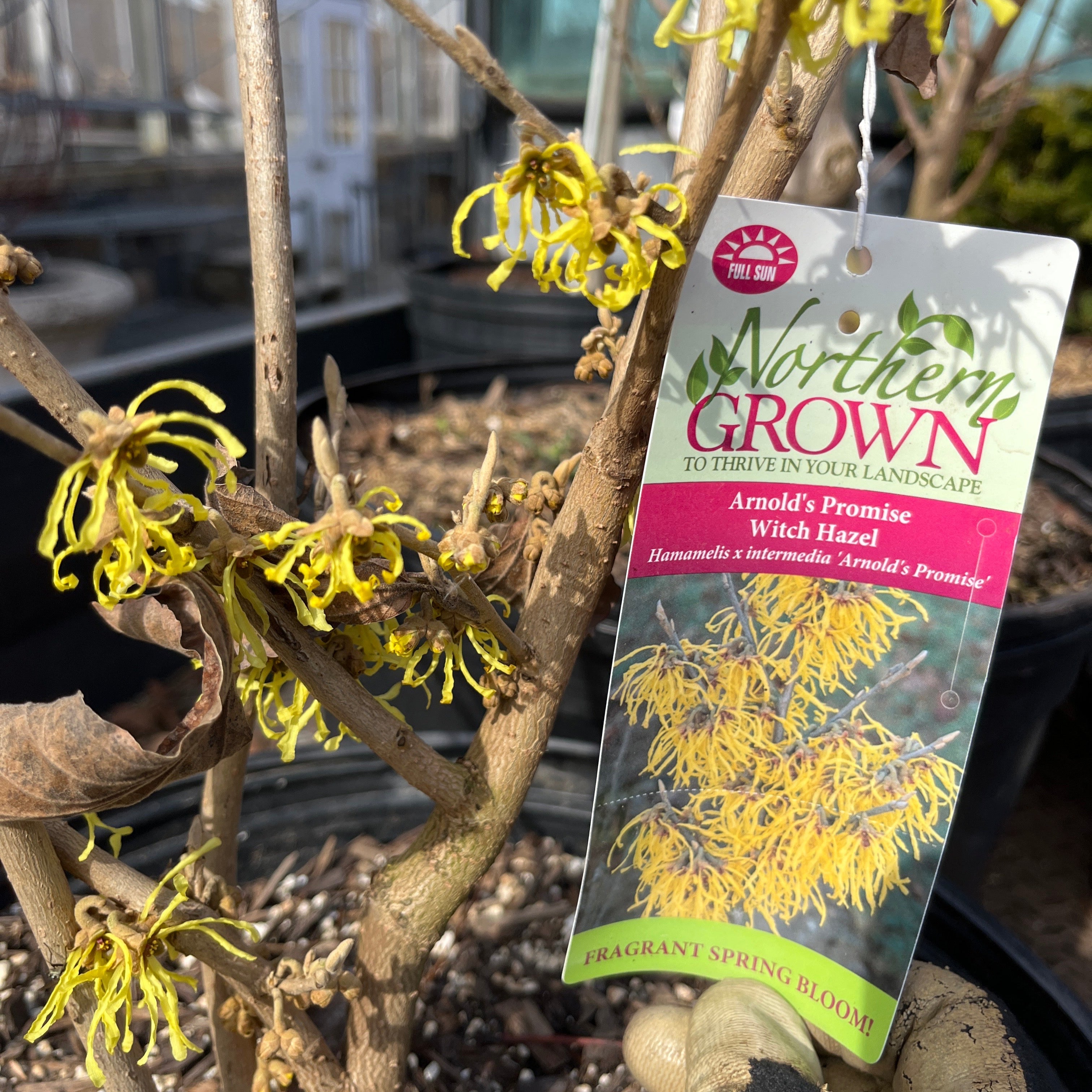 Arnold Promise Witch Hazel Hamamelis X Intermedia Mandy Spring Arnold Promise Witch Hazel Hamamelis X Intermedia Mandy Spring
