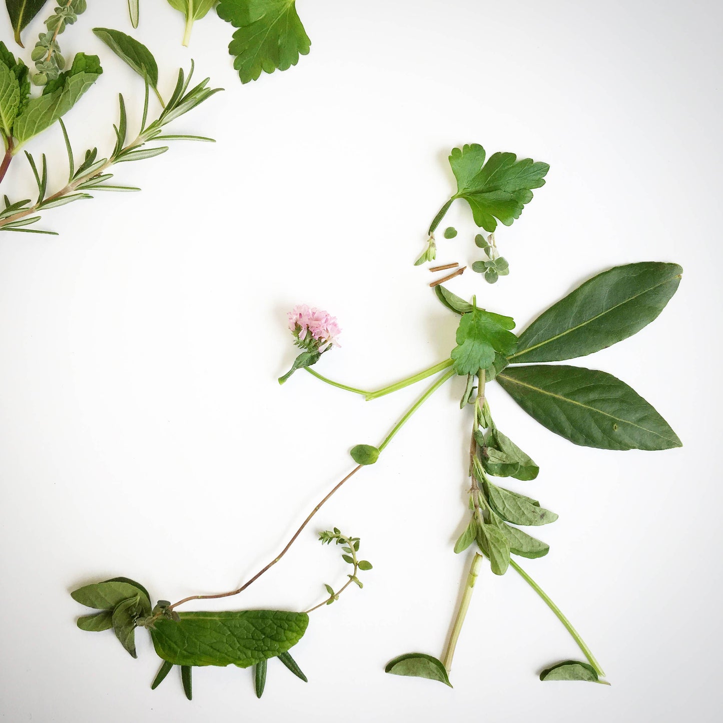 Garden in a Bag | Dog Grass | Spring Pet Treat Gift