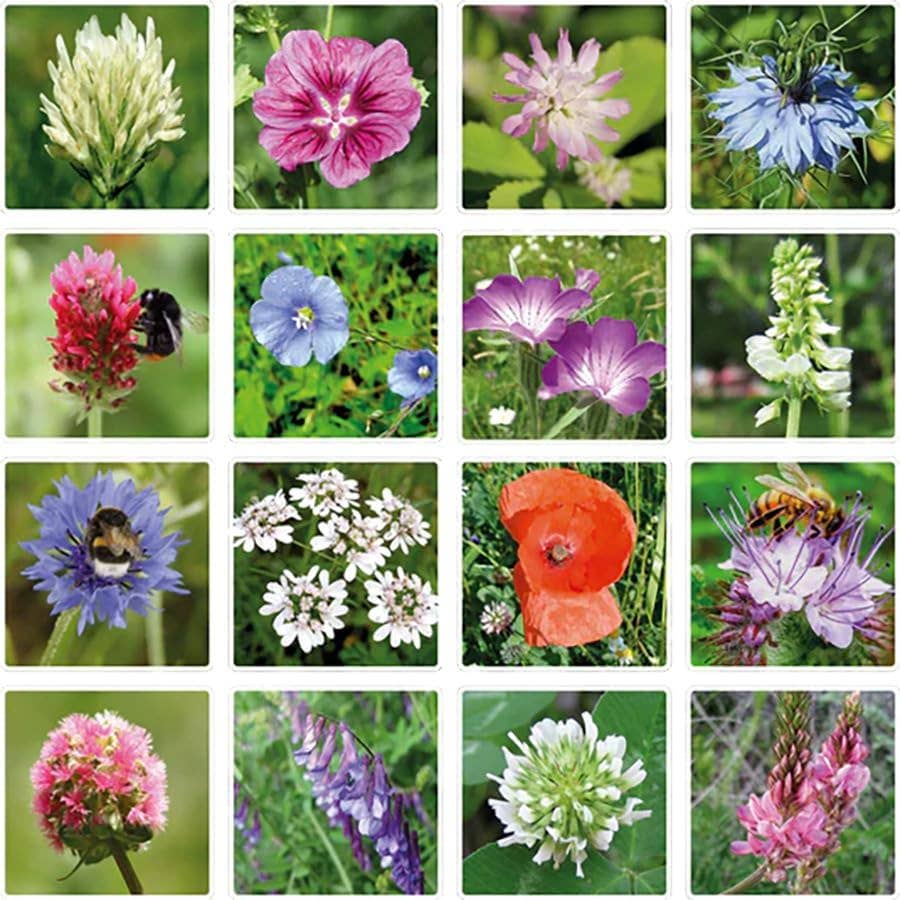 Mini Wildflower Seed Box – Flowers For You Gift Set (4)