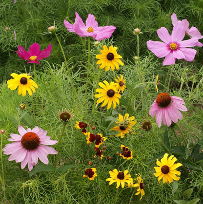 Garden Sprinkles | Butterfly Habitat Flower Garden | Spring