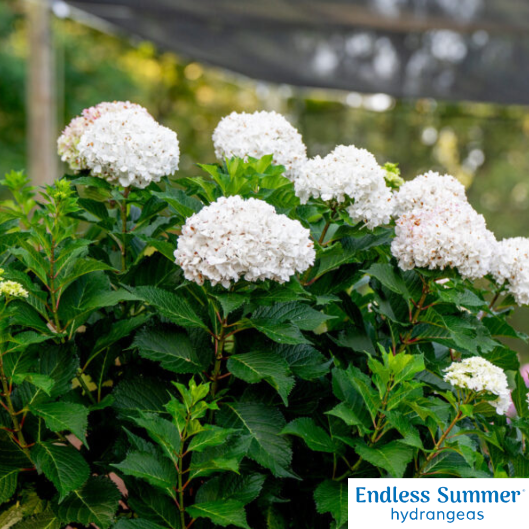 DreamCloud® Reblooming Hydrangea | Hydrangea macrophylla 'Bailmaceight'