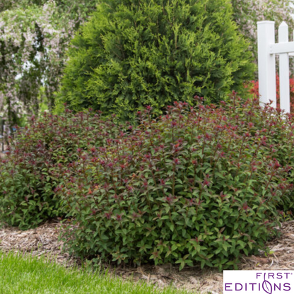Superstar Spirea | Spiraea x bumalda