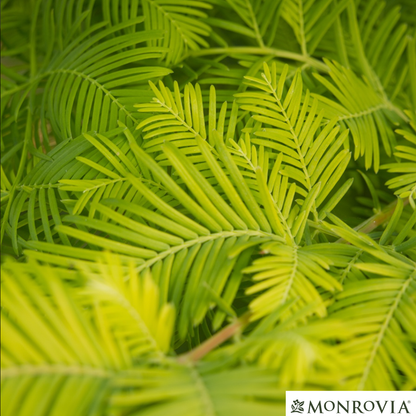 Amber Glow™Dawn Redwood Tree | Metasequoia glyptostroboides