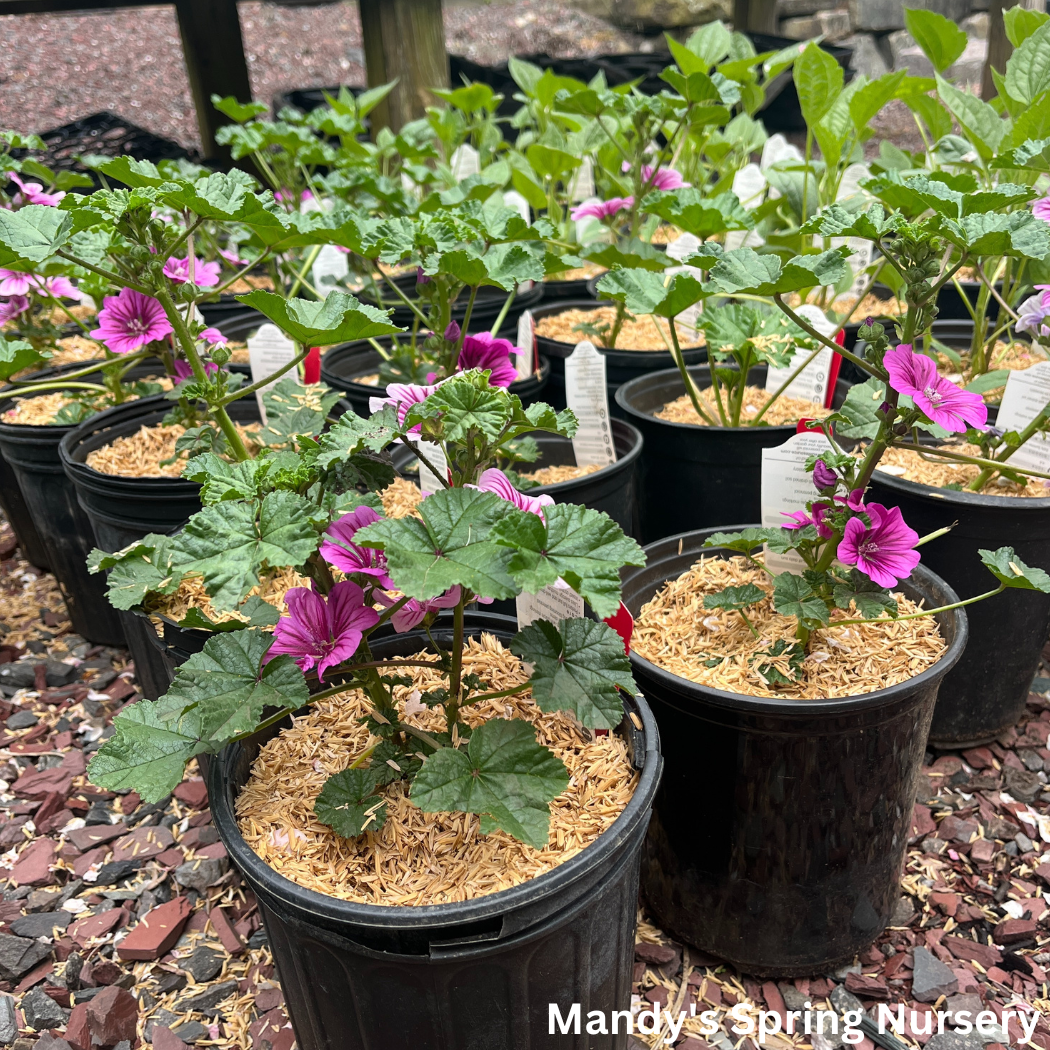 Zebrina Mallow | Malva sylvestris 'Zebrina'