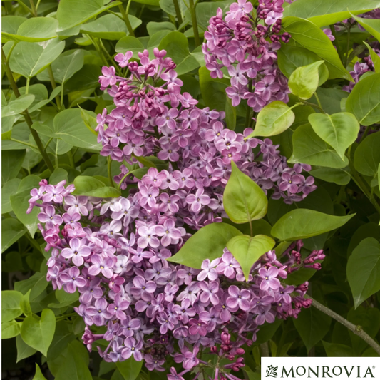 Declaration Lilac | Syringa