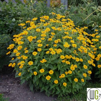 'Tuscan Sun' False Sunflower | Heliopsis helianthoides