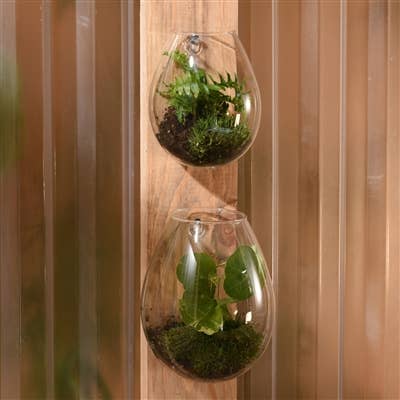 Sole Wall Terrarium, Glass - Lrg