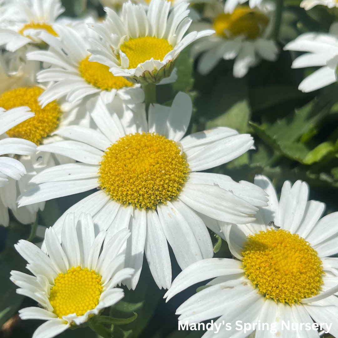 Mandy Raffles Daisy 'White Lion' Shasta Daisy | Leucanthemum superbum 'White Lion' – Mandy ...