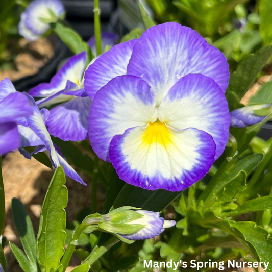 'Halo Lilac' Violet | Viola cornuta 'Halo Lilac'