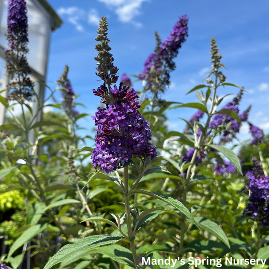 'Psychedelic Sky' Butterfly Bush | Buddleia davidii