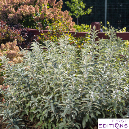 Iceberg Alley Sageleaf Willow | Salix candida