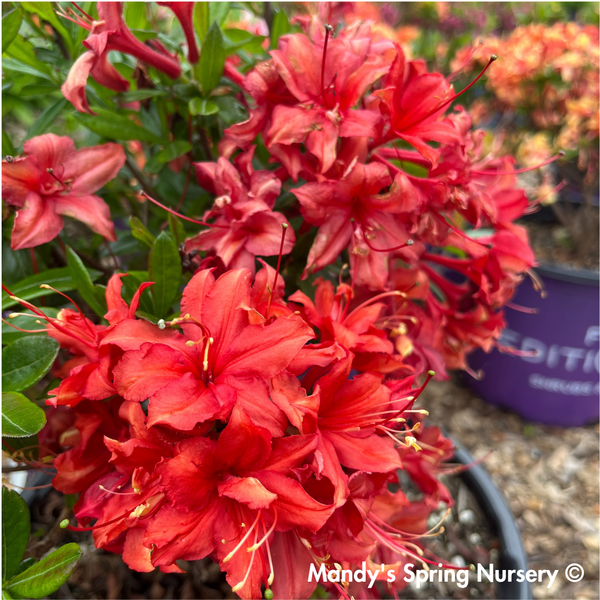 Electric Lights™ Red Azalea | Rhododendron 'Electric Lights Red