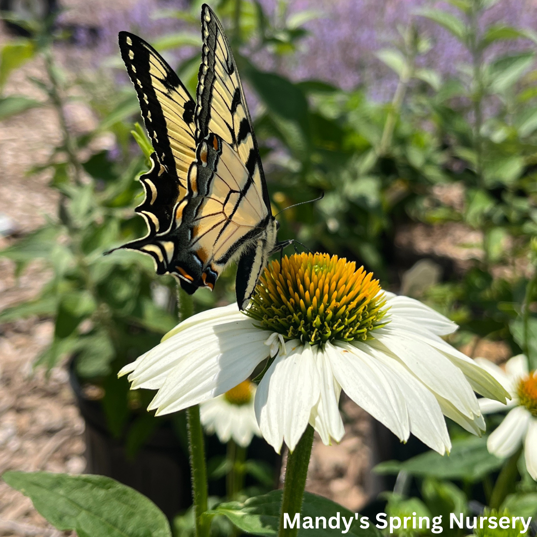 'Pow Wow' White Coneflower | Echinacea purpurea