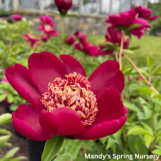 Nippon Chief Peony