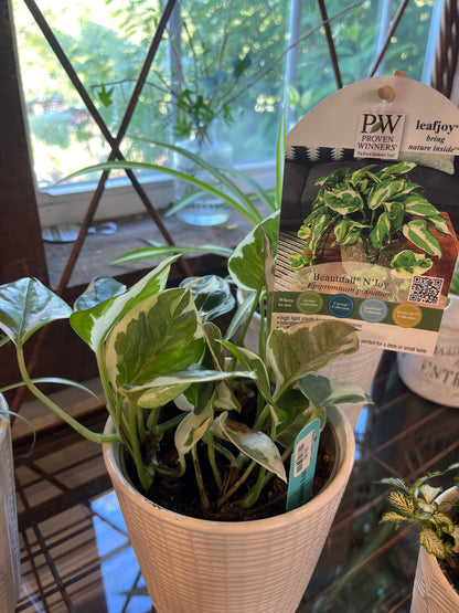 Mandy's Indoor Plants