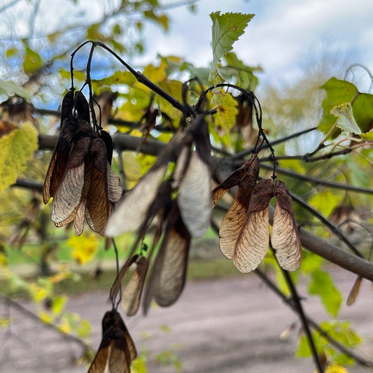 Hot wings Maple | Acer tataricum 'Gar Ann'