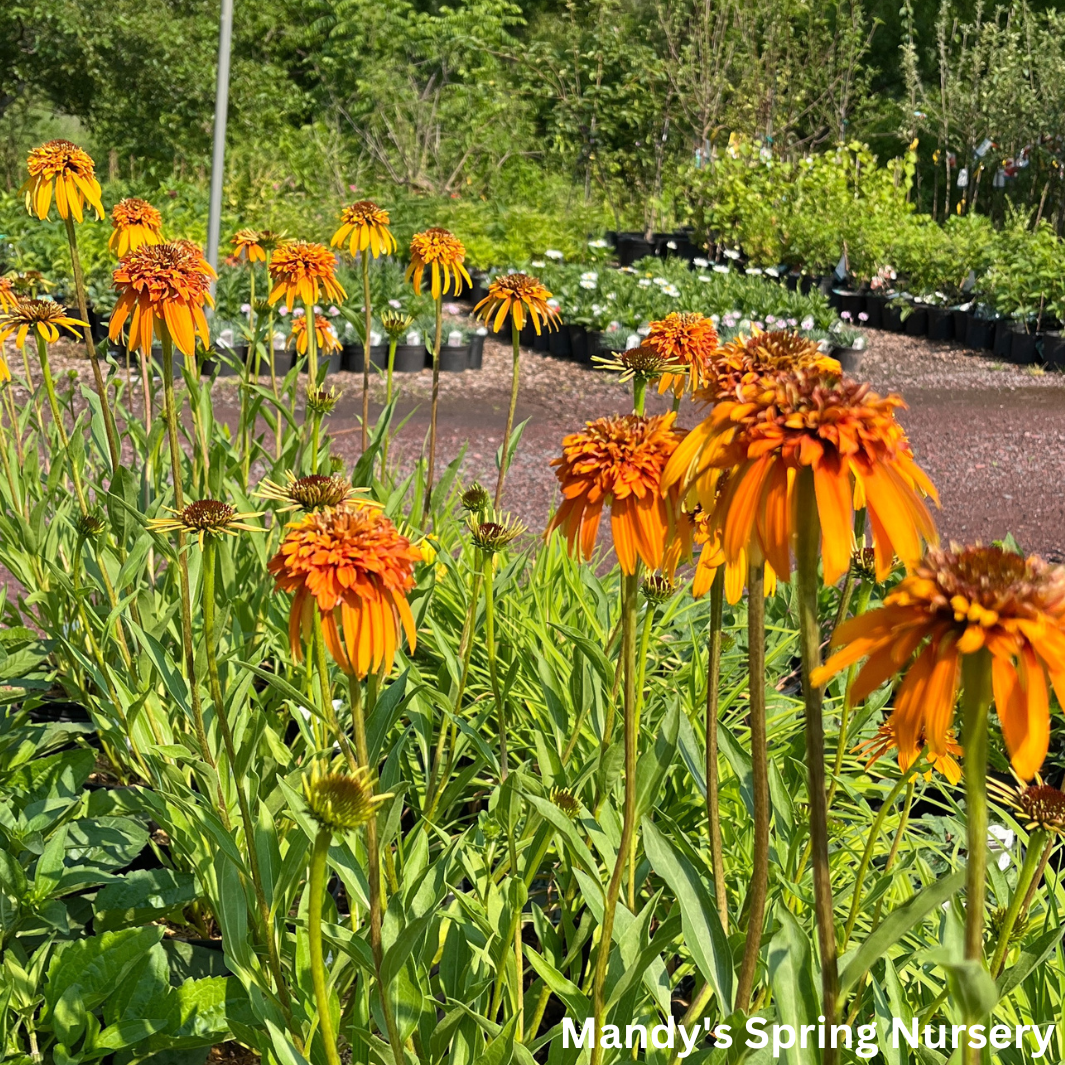 Marmalade Coneflower | Echinacea purpurea