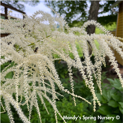 Goat's Beard | Aruncus dioicus