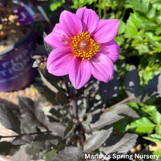 'Happy Single Wink®' Dahlia | Patio Dahlia