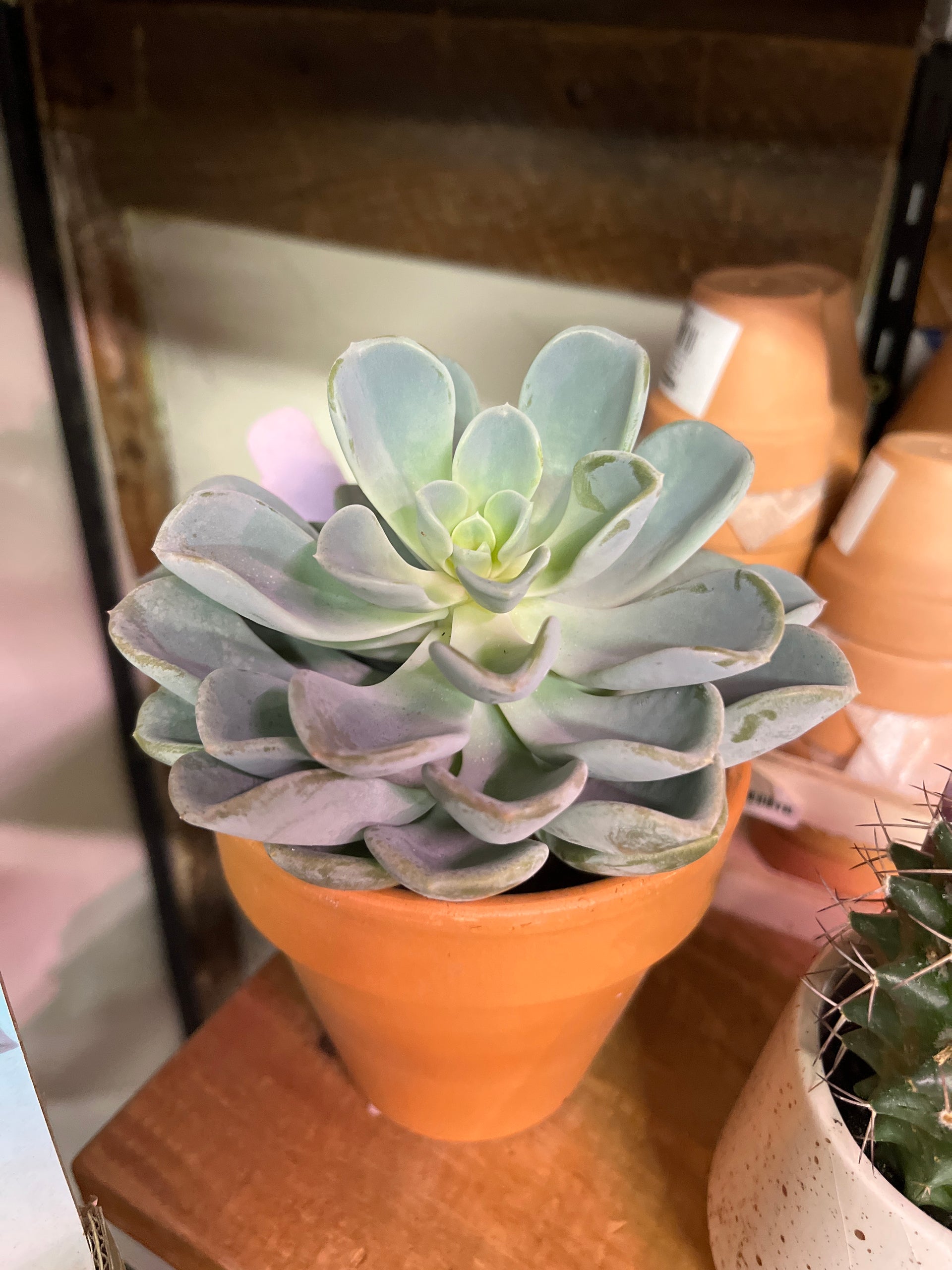 assorted succulents and cacti Cacti & Succulents (Assorted)