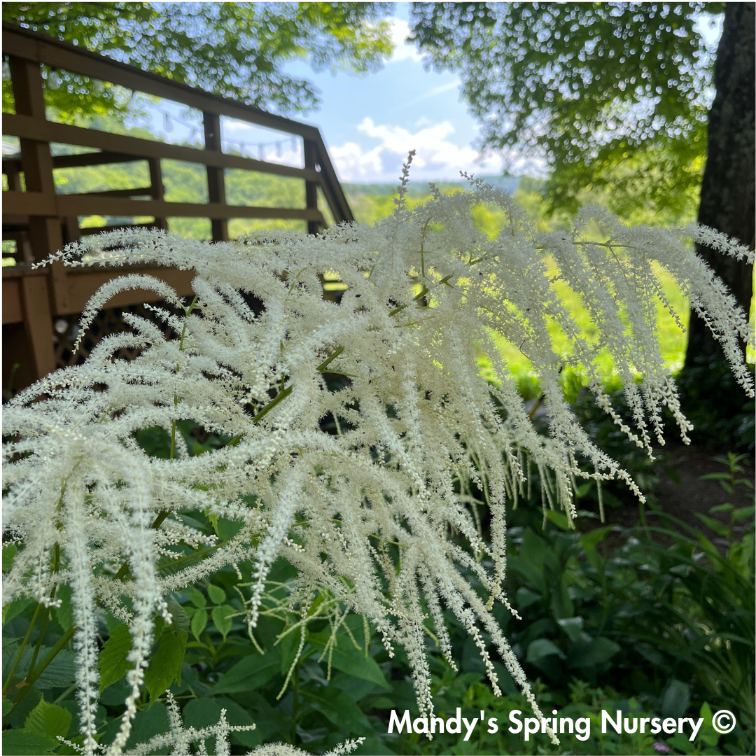 Goat's Beard | Aruncus dioicus