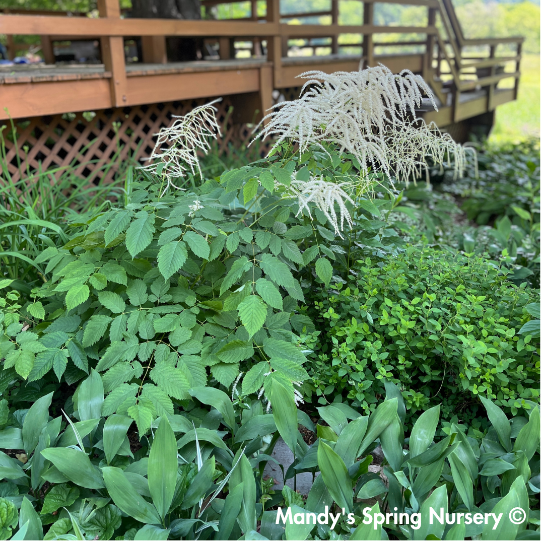 Goat's Beard | Aruncus dioicus