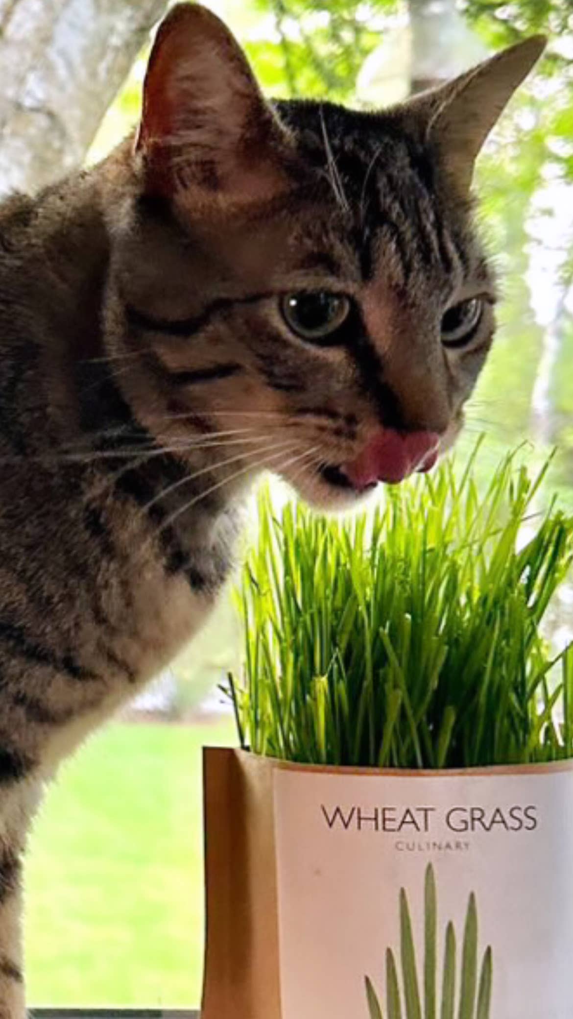 Garden Sprinkles Cat Grass | Organic Fall & Holiday Treat