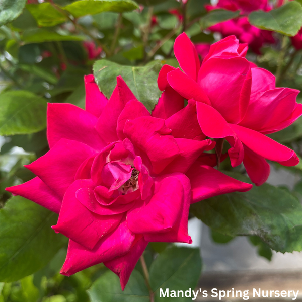 Red Double Knock Out Rose Tree-Form | Rosa – Mandy Spring Farm