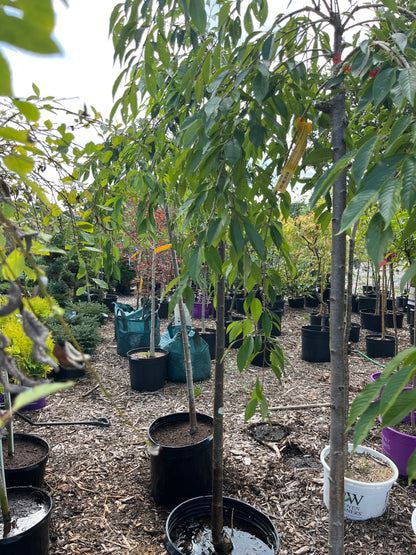 Double Weeping Higan Flowering Cherry | Prunus subhirtella 'Pendula Plena Rosea'